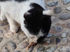 -上海佘山国家森林公园天马山园