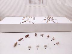 -青岛贝壳博物馆