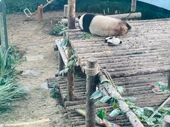 -大连森林动物园