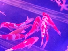 -宝鸡东道花鸟鱼虫市场(吉利花园商场店)