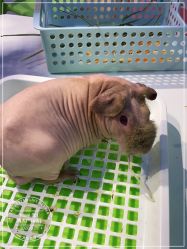-Moni星球萌宠·小马宝莉·灵蛇·高端高阶全萌宠互动体验俱乐部(红豆国际广场店)