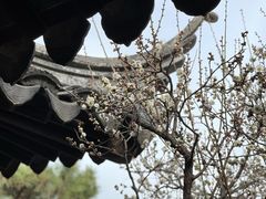 -艺圃