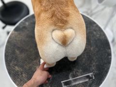 -BABYDOG宝贝狗宠物乐园(欧洲城店)