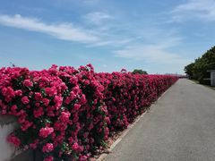 -上海滨江森林公园