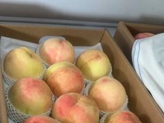 -南汇新场正宗水蜜桃采摘