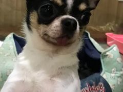 -藦茜花园宠物主题亲子互动体验馆(国顺东路店)