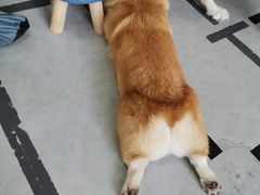 -汪说·狗咖(旺城大厦店)