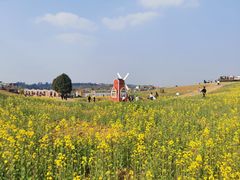-空港花田景区
