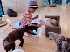-momokira米努特·德文卷毛猫·棉花面纱犬
