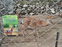 -莫尔道嘎国家森林公园