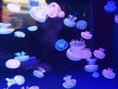 -左海海底世界
