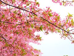 -顾村公园