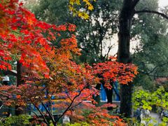 -上海共青森林公园