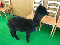 -鹿境梅花鹿生态园区