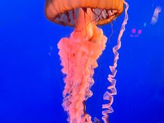 -太平洋海底世界