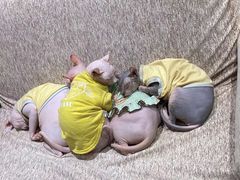 -藏猫猫咖啡主题馆(中央大道店)