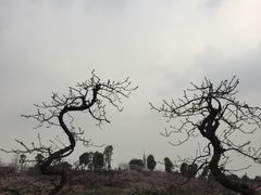 -秀丽东方