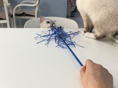 -喵的天空名猫咖啡馆·撸猫·猫舍·用品