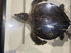 -青岛贝壳博物馆