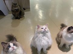 -藏猫猫咖啡主题馆(中央大道店)