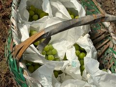 -马陆小张葡萄园农家乐