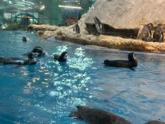 -帝企鹅自助餐厅•儿童岛•真企鹅(长隆企鹅酒店)