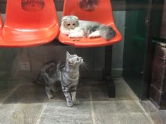 -猫咪博物馆(顶澳仔猫街店)