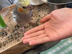 -吉丁鸟咖·异宠·寄养