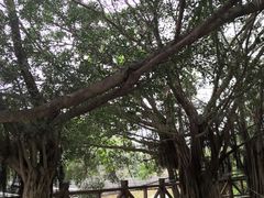 -南宁良凤江国家森林公园