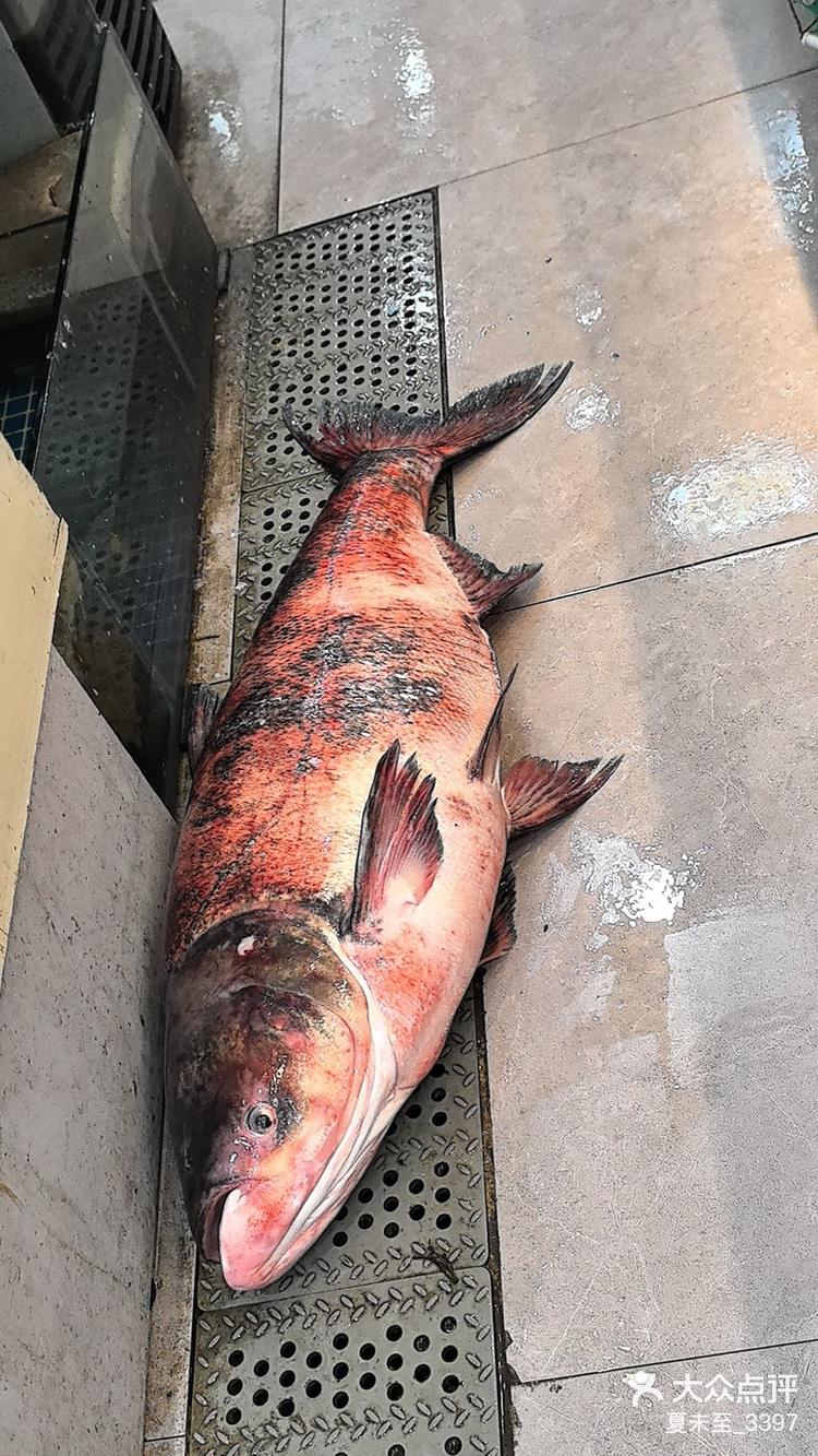 50斤的大头鱼