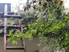 -小雅青年旅舍(平江路店)