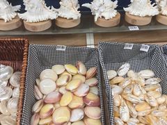 -青岛贝壳博物馆