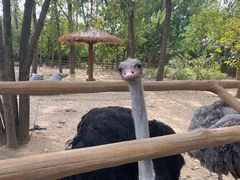 -大连森林动物园