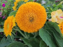 -保利·罗兰香谷