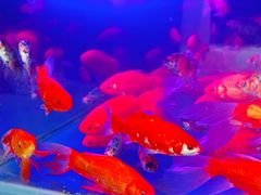 -秦美花卉(天朗·莱茵小城2期店)