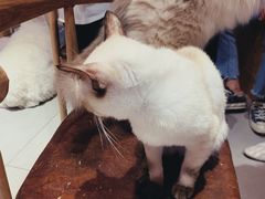 -Heymao猫咖.咖啡厅(东门店)