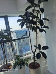 -HEYAN荷妍专业脱毛连锁机构