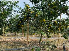 -尚果生态采摘园