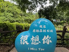 -西双版纳原始森林公园