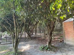 -开平碉楼文化旅游区马降龙景区