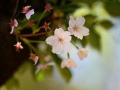 -嘉定紫藤园