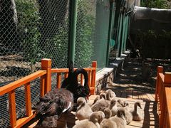 -新疆天山野生动物园