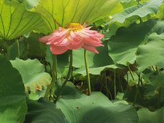 -荷花荡