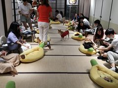 -逗柴咖啡屋·狗咖猫咖宠物桌游