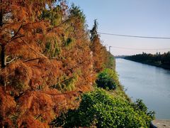 -上海海湾国家森林公园