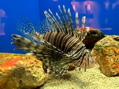 -上海海洋水族馆