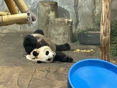-深圳野生动物园