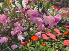 -双季花艺园艺市场(浦东店)