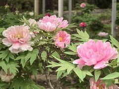 -洛阳市隋唐城遗址植物园