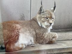 -青藏高原野生动物园